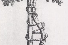 Andry_tree