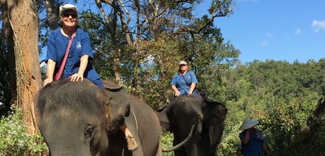 Elephant-safari-pre-surgery-2015