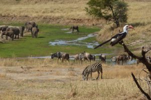Safari-wildlife-Tanzania