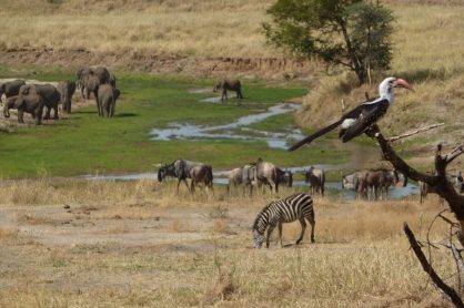 Safari-wildlife-Tanzania