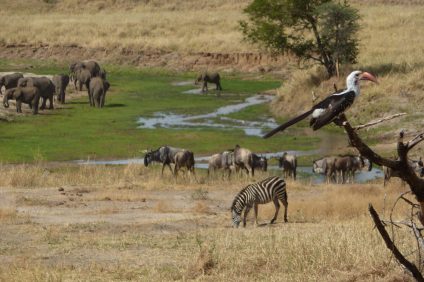Safari-wildlife-Tanzania